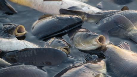Ein Mann hat nun gestanden, 80 Fische in einem Wald bei Harburg entsorgt zu haben.