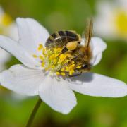 Eine Biene sucht Blütenpollen auf einem Buschwindröschen.