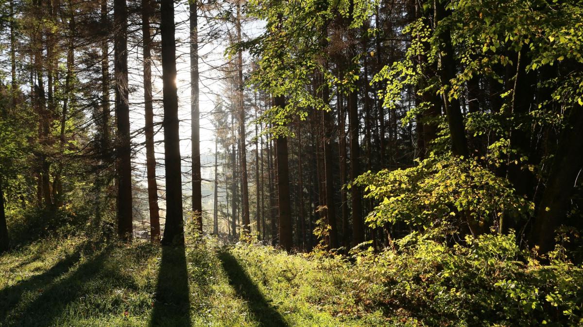 #Vermisster Mann aus München wird bei Hausen schlafend im Wald gefunden