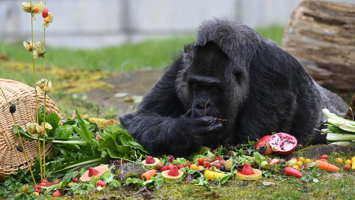 #Gorilla-Dame im Berliner Zoo zum Geburtstag geehrt