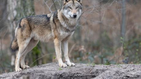 War in Nassenfels ein Wolf unterwegs? Ein 75-Jähriger will am Donnerstagabend ein Tier bemerkt haben.