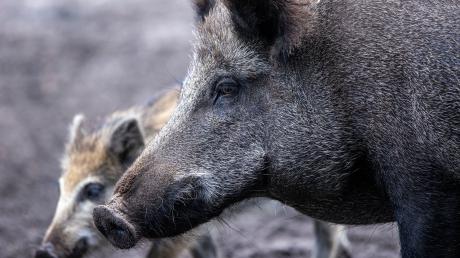 Zwei Unfälle mit einem Wildschwein haben sich zwischen Freihalden und Jettingen ereignet.