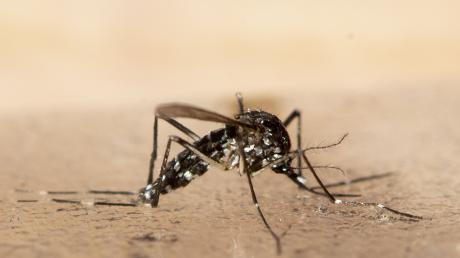 Klein und gefährlich: Die Asiatische Tigermücke hat sich unter anderem auf Mallorca eingenistet und kann das Dengue-Fieber übertragen.