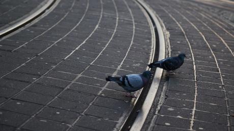 Tauben haben die Tramgleise auf dem Alexanderplatz für sich vereinnahmt.