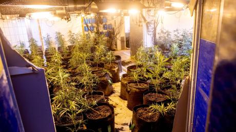 Zahlreiche Cannabispflanzen stehen in einem ehemaligen Kühlhaus.
