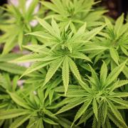 Cannabispflanzen in ihrer Wachstumsphase stehen unter künstlicher Beleuchtung in einem Privatraum.