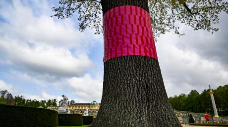 Ein Baum ist als Teil der Open-Air-Ausstellung «Re:Generation» im Potsdamer Park Sanssouci farblich markiert.