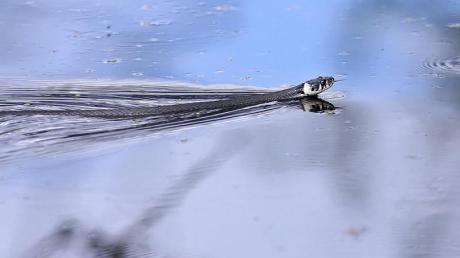 Wer im Gardasee schwimmen geht, könnte neben verschiedenen Fischen auch auf eine Wasserschlange treffen.