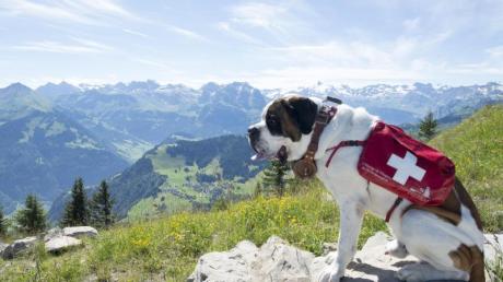 Bernhardiner sind vor allem als Retter in den Schweizer Alpen bekannt. Die Rasse gehört aber auch zu den größten Hunden der Welt.