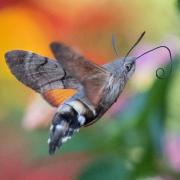 Kurios: Ein Taubenschwänzchen schwebt regelrecht vor einer Blüte und erinnert aufgrund des schnellen Flügelschlags an einen Kolibri. Doch eigentlich ist es ein Schmetterling.