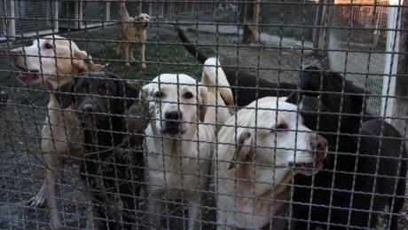Zum zweiten Mal verschwinden dieselben drei Hunde aus einem Tierheim. Diesmal aus dem Neuburger Tierheim.