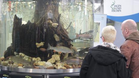 Die Messe Jagen und Fischen findet von 12. bis 14. Januar 2024 in Augsburg statt. Das Motto: "Natur erleben". 