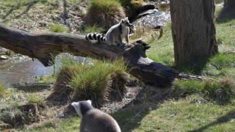 Im Augsburger Zoo ist am Sonntag Tag der Artenvielfalt. Besucher erwarten zahlreiche Vorträge.