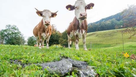 Fleckviehzüchter und Milcherzeuger tagten unter anderem zum Thema Vermarktung der Rinder in Wiesenbach.