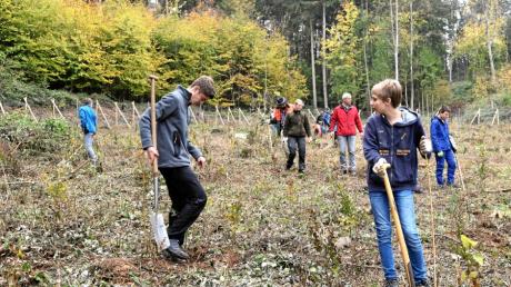 Unter der Anleitung der Fachleute packten die Schüler an beim Einsetzen der Baumpflanzen. Sie pflegen die Fläche auch weitere fünf Jahre.