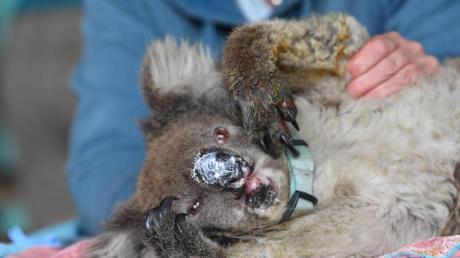 Ein verletzter Koala mit eingesalbter Nase ruht sich im «Kangaroo Island Wildlife Park» aus.  Er konnte aus einem der verheerenden Buschfeuer in Australien gerettet werden.