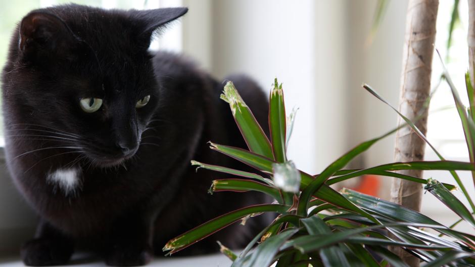 Welche Pflanze Ist Für Katzen Giftig