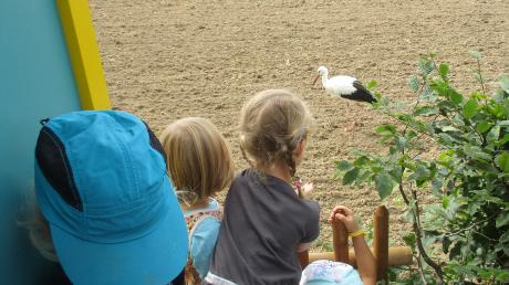 Die Kinder waren fasziniert vom Storch in der Nähe des Kindergartens in Reutti.