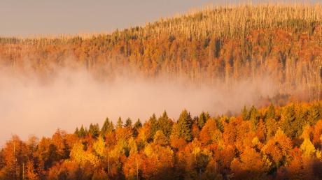 Der Nationalpark Bayerischer Wald wird im Oktober 50 Jahre alt. 