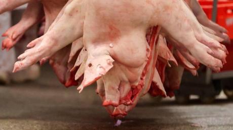 Schweinehälften hängen in einem Schlachtbetrieb. 
