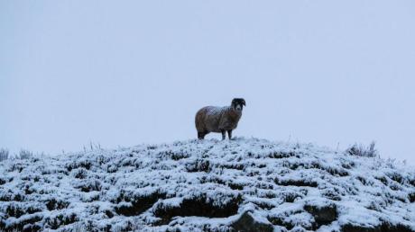 Mehrere Schafe wurden vor Weihnachten in Seifertshofen getötet.