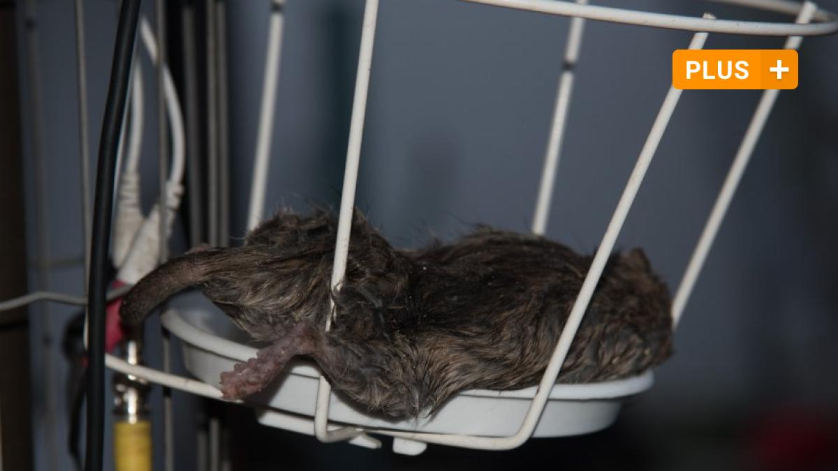 Kuhbach Paar Unbekannter Tauscht Tier Kamera Gegen Tote Ratte Aus Aichacher Nachrichten