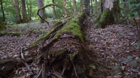 Das Naturwaldreservat Mitteleich bei Unterliezheim vermittelt eine eigenartige Stimmung. Seit 1978 sind die Bäume hier sich selbst überlassen. 