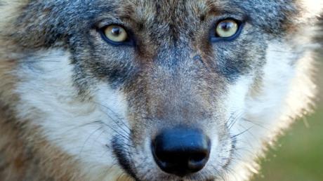 Ein Wolf hat ein Reh bei Eurasburg gerissen. Das belegt jetzt ein DNA-Test.