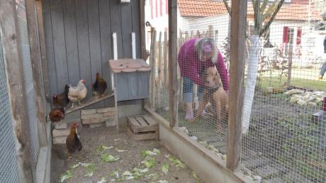 Die Hühner von Hühnerhalterin Martina Fischer aus Augsburg-Göggingen müssen wegen der Geflügelpest derzeit im Käfig bleiben.