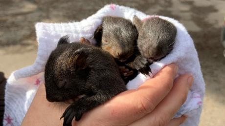 Drei Eichhörnchen-Babys sind zwischen Greifenberg und Eching von einem jungen Mann und der Polizei gerettet worden.