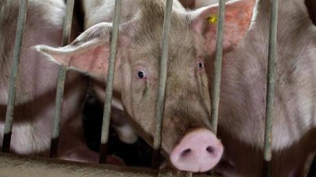 Unter grausamen Umständen wurden Schweine und andere Nutztiere im Landkreis Donau-Ries von einer Frau gehalten. 