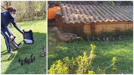 Eine Entenfamilie hat sich in Wullenstetten in einen Garten verirrt: Das zog einen Polizeieinsatz nach sich.  