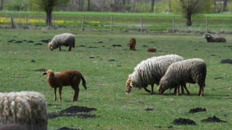 Dass Schafe von der Weide gestohlen werden kommt im Augsburger Land mitunter vor.