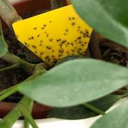 Wenn Ihre Zimmerpflanze befallen ist, können Sie mit Gelbstickern die Trauermücken fangen.