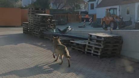 Der Wolf in Bissingen: Ein Mitarbeiter der Firma Vitus Rieder hat diesen Schnappschuss gemacht. 	