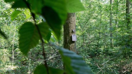 Eine Plakette zur Markierung einer Grabstätte hängt  einem Baum in einem Bestattungswald.