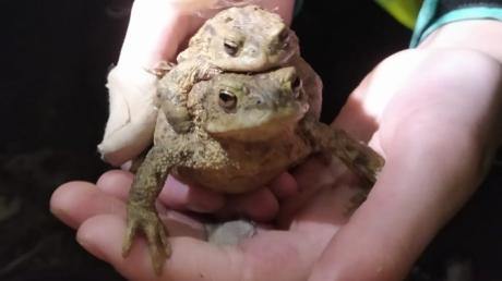 Ein Erdkrötenpaar, entdeckt im Landkreis Dillingen