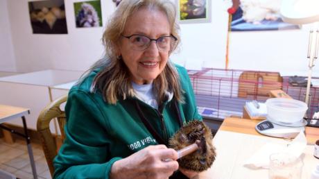 Hannelore Pentenrieder mit einem ihrer Schützlinge: Mehreren Tausend Igeln hat die Neusässerin in 29 Jahren das Leben gerettet.