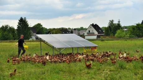 PV-Module bilden einen schützenden Unterstand für Hühnerhaltung. Unser Bild zeigt Landwirt Alois Heinz bei der Fütterung einer Hühnerherde.