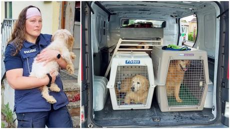 Nach der Durchsuchung einer angeblichen Hundezucht im Bibertal hat die Polizei 20 Hunde und eine Katze mitgenommen und an Tierheime in Günzburg, Weißenhorn und Ulm übergeben.