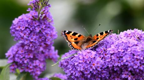 Im Ferienprogramm von Kettershausen ist auch eine Schmetterlings-Exkursion zu erleben.