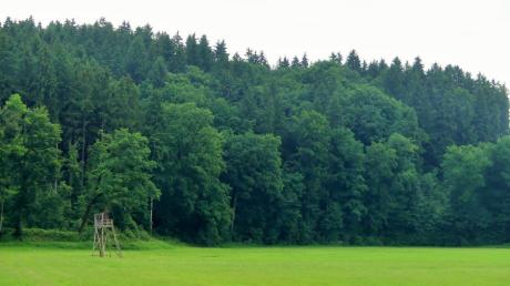 Der Nutzungsrechtwald bei Kettershausen ist einer der größten kommunalen Wälder im Unterallgäu.