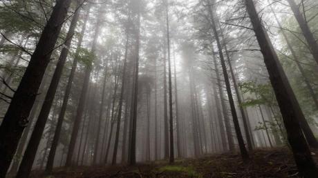 Wälder können Niederschläge begünstigen und so die Folgen des Klimawandels mildern