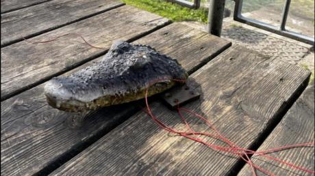 Dieser Alligator-Kopf aus Plastik erschreckte einen Badegast am Friedberger See.