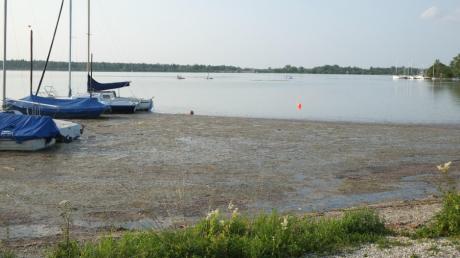 Am Mandichosee wird so einiges ans Ufer geschwemmt. Besucher beschweren sich über Gestank.