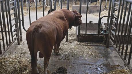 Ein 64-jähriger Landwirt ist in Markt Indersdorf von einem Stier schwer verletzt worden.