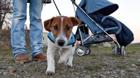 Rund 330 Hunde sind in der Gemeinde Affing gemeldet. Ihre Besitzer und Besitzerinnen müssen ab Januar mehr Hundesteuer bezahlen.