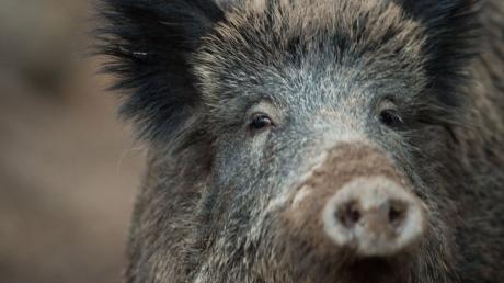 Wildschweine sind bei einer Drückjagd beim Pöttmeser Ortsteil Gundelsdorf in Panik geflüchtet, eins davon hat Gärten verwüstet und eine Glasfassade an einer Terrasse zerbrochen.