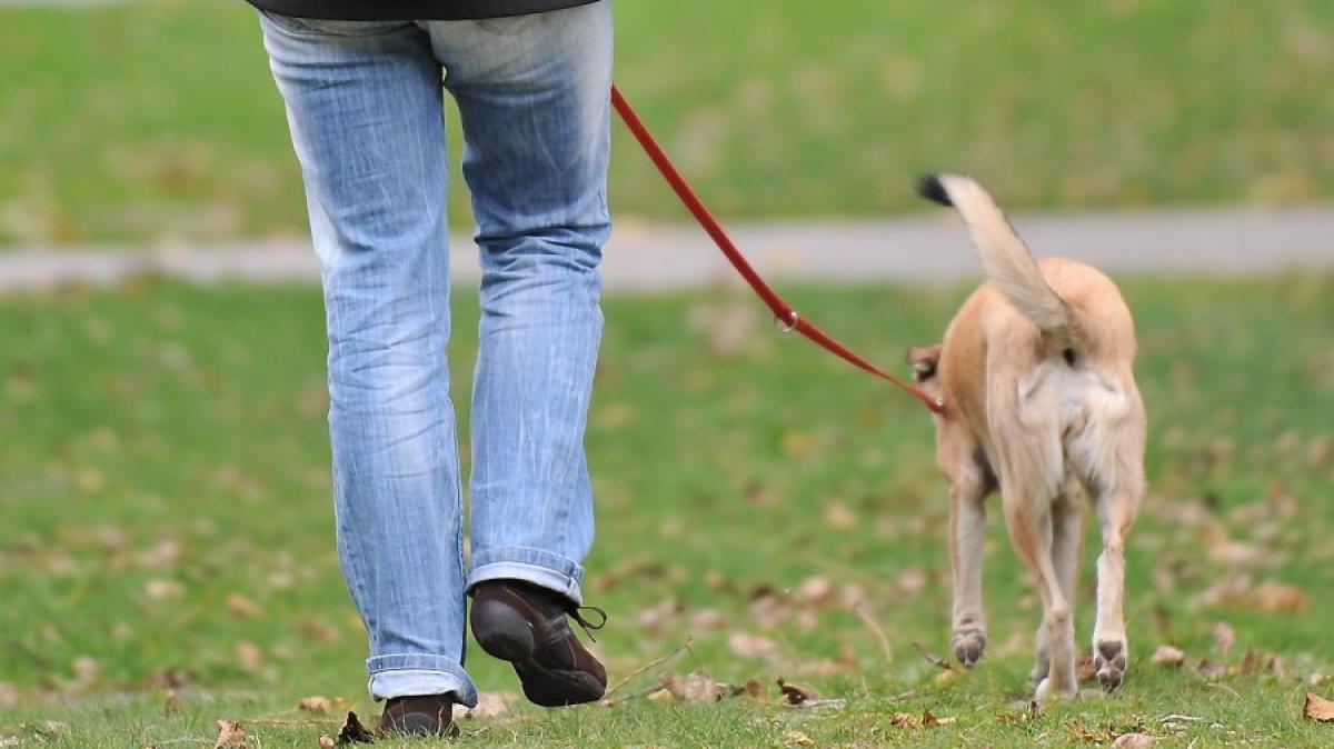 #Ammersee: Ukrainer zahlen in Schondorf keine Hundesteuer