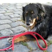 Die Tierrechtsorganisation PETA fordert einen Hundeführerschein für Menschen, die sich einen Hund anschaffen. 